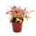 Mini-Pflanze - Alternanthera dentata - Josefsmantel - Papageienblatt - Ideal f&uuml;r kleine Schalen und Gl&auml;ser - Baby-Plant im 5,5cm Topf