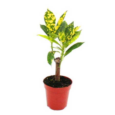 Mini-Pflanze - Croton - Codiaeum - Wunderstrauch - Ideal f&uuml;r kleine Schalen und Gl&auml;ser - Baby-Plant im 5,5cm Topf