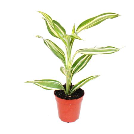 Mini plant - Dracaena sanderiana - Dragon tree - Ideal for small bowls and glasses - Baby plant in a 5.5cm pot