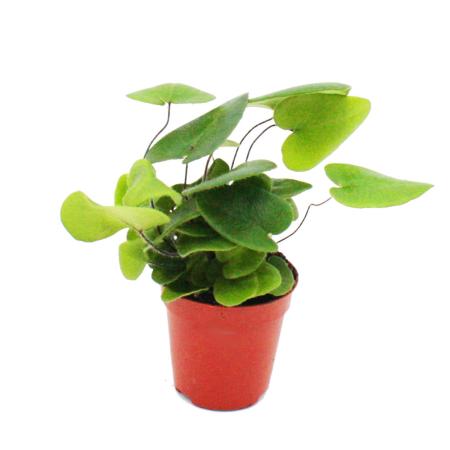 Mini-Pflanze - Hemionitis arifolia - Herzfarn - Ideal f&uuml;r kleine Schalen und Gl&auml;ser - Baby-Plant im 5,5cm Topf