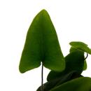 Mini-Pflanze - Hemionitis arifolia - Herzfarn - Ideal f&uuml;r kleine Schalen und Gl&auml;ser - Baby-Plant im 5,5cm Topf