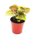 Mini-Pflanze - Syngonium - Purpurtute - Ideal f&uuml;r...