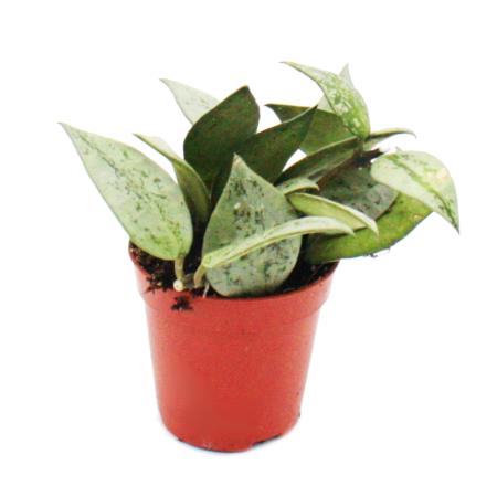 Mini-Pflanze - Hoya krohniana - Porzellanblume - Ideal f&uuml;r kleine Schalen und Gl&auml;ser - Baby-Plant im 5,5cm Topf