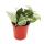 Mini-Pflanze - Hoya krohniana - Porzellanblume - Ideal f&uuml;r kleine Schalen und Gl&auml;ser - Baby-Plant im 5,5cm Topf