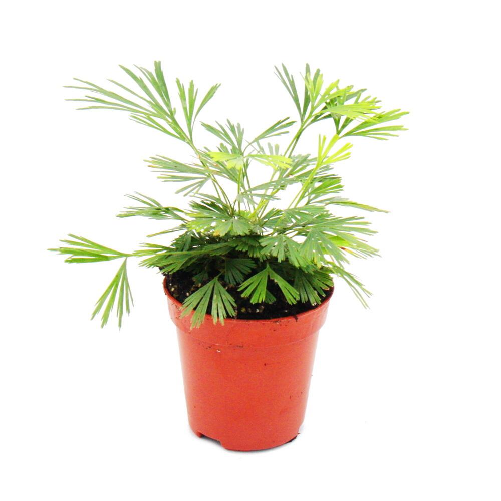 Mini plant - Actiniopteris australis - Palm frond fern - Ideal for sm