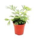 Mini-Pflanze - Actiniopteris australis - Palmwedelfarn - Ideal f&uuml;r kleine Schalen und Gl&auml;ser - Baby-Plant im 5,5cm Topf