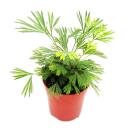 Mini-Pflanze - Actiniopteris australis - Palmwedelfarn - Ideal für kleine Schalen und Gläser - Baby-Plant im 5,5cm Topf