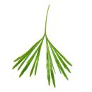 Mini-Pflanze - Actiniopteris australis - Palmwedelfarn - Ideal f&uuml;r kleine Schalen und Gl&auml;ser - Baby-Plant im 5,5cm Topf