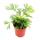 Mini plant - Actiniopteris australis - Palm frond fern - Ideal for small bowls and glasses - Baby plant in a 5.5cm pot