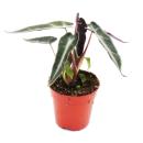 Mini-Plants - Set with 5 green-leaved mini-plants - Ideal for small bowls and glasses - Baby-Plant in a 5.5cm pot