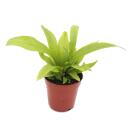 Mini-Plantes - Ensemble de 5 mini-plantes à feuilles vertes - Idéal pour les petits bols et verres - Baby-Plant dans un pot de 5,5 cm