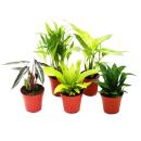 Mini-Pflanzen - Set mit 5 gr&uuml;nlaubigen Mini Pflanzen - Ideal f&uuml;r kleine Schalen und Gl&auml;ser - Baby-Plant im 5,5cm Topf