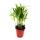 Mini-Plantes - Ensemble de 5 mini-plantes à feuilles vertes - Idéal pour les petits bols et verres - Baby-Plant dans un pot de 5,5 cm