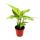Mini-Plants - Set with 5 green-leaved mini-plants - Ideal for small bowls and glasses - Baby-Plant in a 5.5cm pot