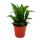 Mini-Pflanzen - Set mit 5 gr&uuml;nlaubigen Mini Pflanzen - Ideal f&uuml;r kleine Schalen und Gl&auml;ser - Baby-Plant im 5,5cm Topf