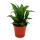 Mini-Plantes - Ensemble de 5 mini-plantes à feuilles vertes - Idéal pour les petits bols et verres - Baby-Plant dans un pot de 5,5 cm