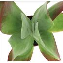 Kalanchoe thyrsiflora "Red Lips" - in a 10.5cm pot