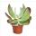 Kalanchoe thyrsiflora "Red Lips" - in a 10.5cm pot