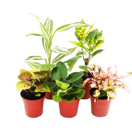 Mini plants - set with 5 multi-colored mini plants - ideal for small bowls and glasses - baby plant in a 5.5cm pot