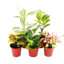 Mini-Pflanzen - Set mit 5 buntlaubigen Mini Pflanzen -...