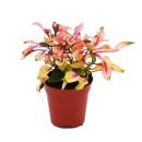 Mini plants - set with 5 multi-colored mini plants -...