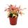 Mini plants - set with 5 multi-colored mini plants - ideal for small bowls and glasses - baby plant in a 5.5cm pot