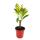 Mini plantes - ensemble de 5 mini plantes multicolores - idéal pour les petits bols et verres - bébé plante dans un pot de 5,5 cm