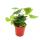 Mini plantes - ensemble de 5 mini plantes multicolores - idéal pour les petits bols et verres - bébé plante dans un pot de 5,5 cm