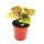 Mini plantes - ensemble de 5 mini plantes multicolores - idéal pour les petits bols et verres - bébé plante dans un pot de 5,5 cm