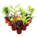 Mini plantes - grand ensemble avec 10 mini plantes différentes - idéal pour les petits bols et verres - bébé plante en pot de 5,5 cm