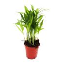 Mini-Pflanzen - gro&szlig;es Set mit 10 verschiedenen Mini Pflanzen - Ideal f&uuml;r kleine Schalen und Gl&auml;ser - Baby-Plant im 5,5cm Topf