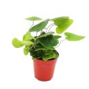 Mini-Pflanzen - großes Set mit 10 verschiedenen Mini Pflanzen - Ideal für kleine Schalen und Gläser - Baby-Plant im 5,5cm Topf