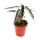 Mini-Pflanzen - gro&szlig;es Set mit 10 verschiedenen Mini Pflanzen - Ideal f&uuml;r kleine Schalen und Gl&auml;ser - Baby-Plant im 5,5cm Topf
