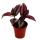 Mini plants - large set with 10 different mini plants - ideal for small bowls and glasses - baby plant in 5.5 cm pot