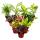 Mini plants - large set with 10 different mini plants - ideal for small bowls and glasses - baby plant in 5.5 cm pot