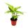 Mini plants - large set with 10 different mini plants - ideal for small bowls and glasses - baby plant in 5.5 cm pot