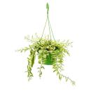 Zimmerpflanze zum H&auml;ngen - Aeschynanthus bicolor -...