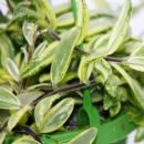 Zimmerpflanze zum H&auml;ngen - Aeschynanthus bicolor - panaschierte Schamblume - 14cm Ampel