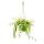 Indoor plant to hang - Aeschynanthus bicolor - variegated pubic flower - 14cm traffic light