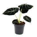 Alocasia reginula Black Velvet - Tropenwurz - Alokasie -...