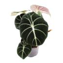 Alocasia reginula Black Velvet - Tropical Arum - Alocasia...