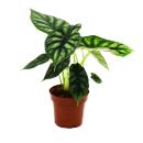 Alocasia baginda Dragon Scale - Tropical Arum - Alocasia - Dragon Scale Arrow Leaf - 12cm Pot