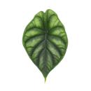 Alocasia baginda Dragon Scale - Tropical Arum - Alocasia - Dragon Scale Arrow Leaf - 12cm Pot