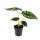 Alocasia baginda Dragon Scale - Tropical Arum - Alocasia - Dragon Scale Arrow Leaf - 12cm Pot
