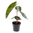 Alocasia baginda Pink Dragon - Tropenwurz - Alokasie -...
