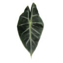 Alocasia baginda Dragon Rose - Arum Tropical - Alocasia - Feuille Flèche - Pot 14cm