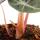 Alocasia baginda Dragon Rose - Arum Tropical - Alocasia - Feuille Flèche - Pot 14cm