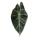 Alocasia baginda Dragon Rose - Arum Tropical - Alocasia - Feuille Flèche - Pot 14cm