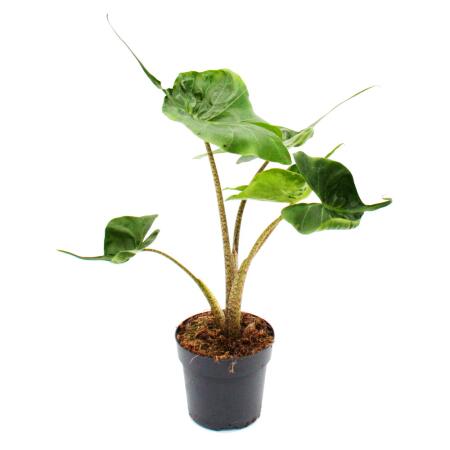 Alocasia macrorrhiza Stingray - Tropical Root - Alocasia - Ray Arrow Leaf - Pot 11cm