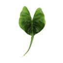 Alocasia macrorrhiza Stingray - Tropical Root - Alocasia - Ray Arrow Leaf - Pot 11cm